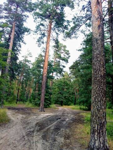 Фото номера Апартаменты с 2 спальнями Апартаменты Гостевой дом "Kiev forest" г. Киев 5