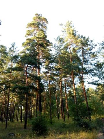 Фото номера Апартаменты с 3 спальнями Апартаменты Гостевой дом "Kiev forest" г. Киев 2
